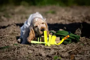 Carl mit Friesenhund Fährtengegenständen - aufgenommen von Steffi Loidl