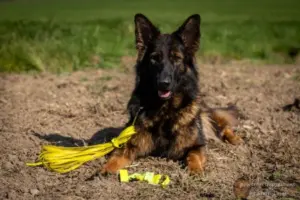 das kleine Friesenhund Outlet-Center Kategoriebild aufgenommen von Stefanie Loidl