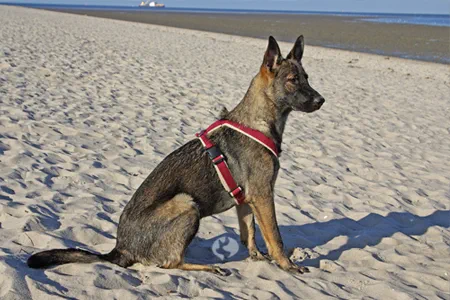 Alltag mit Hund - Düse am Strand von Schillig Titelbild