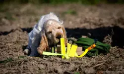 Carl mit Friesenhund Fährtengegenständen - aufgenommen von Steffi Loidl