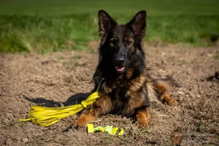 das kleine Friesenhund Outlet-Center Kategoriebild von Stefanie Loidl das kleine Friesenhund Outlet-Center Kategoriebild aufgenommen von Stefanie Loidl