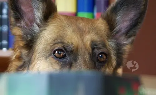 der Friesenhund Blog – Titelbild der Friesenhund Blog - Titelbild- Cindy mit Buch