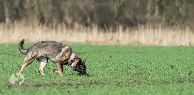 der ultimative Friesenhund Fährtenleinen-Guide – Düse beim Fährten der ultimative Friesenhund Fährtenleinen-Guide - Fährtentraining mit Düse